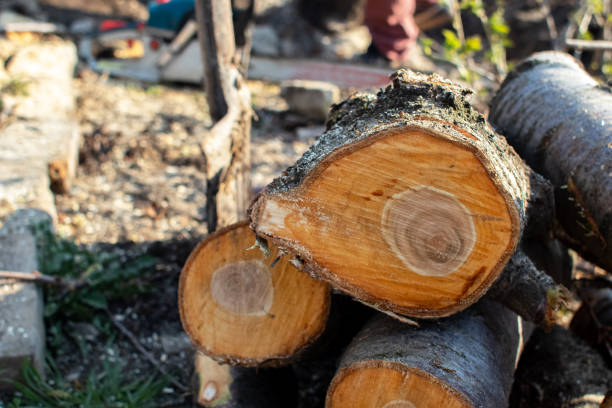 Clayton, MO Tree Removal Services Company