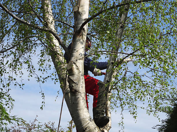 Best Hazardous Tree Removal  in Clayton, MO